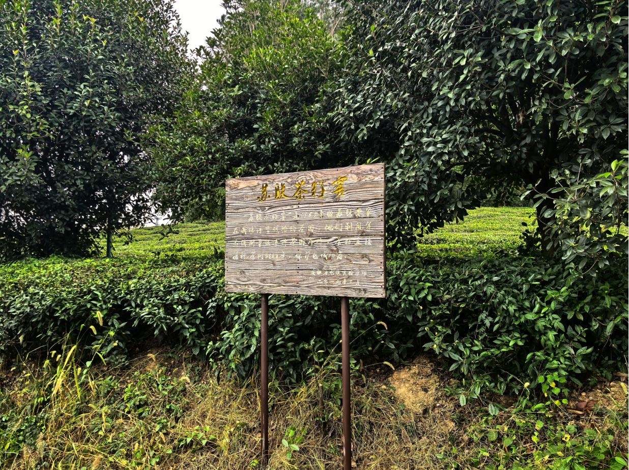 尋根問源 品味徽茶——屯溪實驗茶場開展探尋屯溪綠茶的時光印記活動